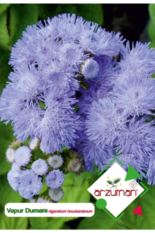 Vapur Dumanı (Ageratum Houstanianum) Çiçek Tohumu 100 Adet