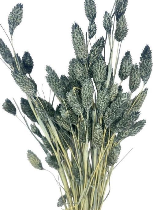 Kuru Çiçek Doğal Kuş Otu GRİ Renk 40-50gram 1. Kalite Şoklanmış Bozulmaz