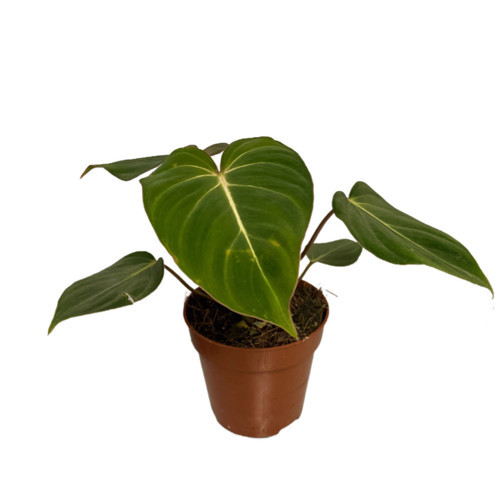 Philodendron Gloriosum