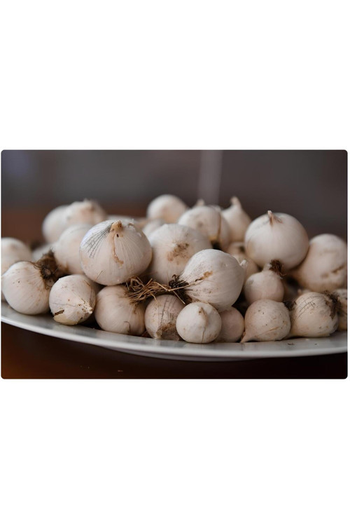 ÖZEL ÜRETİM MUNZUR SARIMSAĞI (0,5 KG)