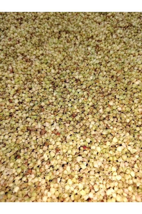 IŞKIN TOHUMU KURUSU 100 GR (ÇAY İÇİN)
