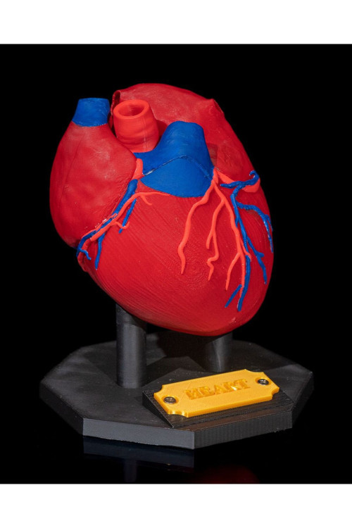 Anatomik Kalp Eğitim Figürü