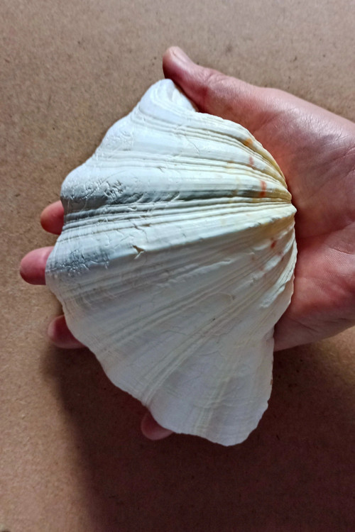 Büyük Deniz Kabuğu Tridacna Gigas 32TG