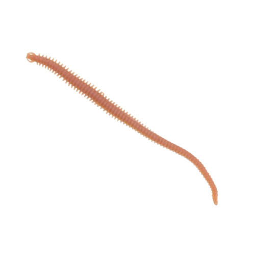 Gulp Alive Nereis 15cm Silikon Yem Natural
