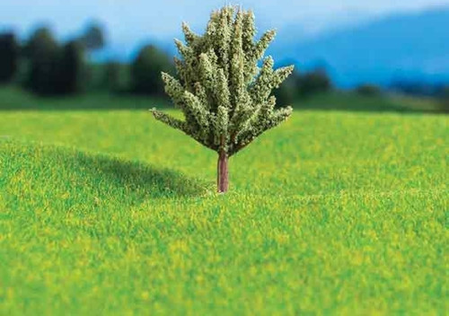 Sedir Çamı 3 cm 4 Adet