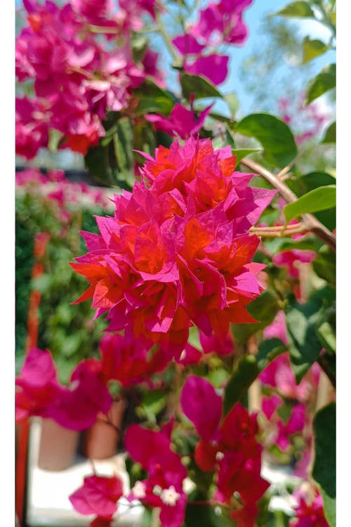 Katmerli Pembe Begonvil Fidanı – Tırmanıcı Sarmaşık Bitki 50-70 Cm