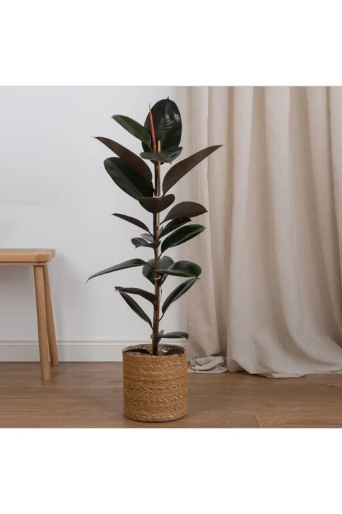 Siyah Yapraklı Kauçuk Bitkisi (Ficus Elastica) 60-70 Cm