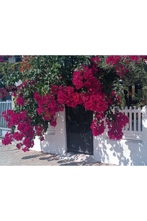 Pembe Begonvil Sarmaşığı (Bougainvillea)