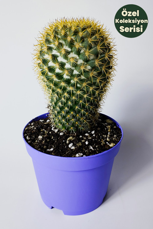 Mammillaria Flavicentra Kaktüs – Altın Dikenli Koleksiyonluk Özel Seri – 8.5 cm Saksıda