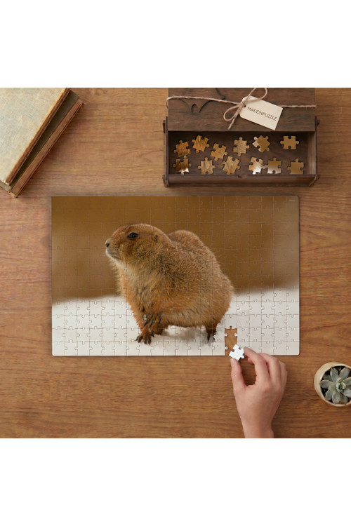 Dağ Sıçanı - Çayır Köpeği Tasarımı 240 Parça Ahşap Puzzle Ahşap Kutuda MPY50498