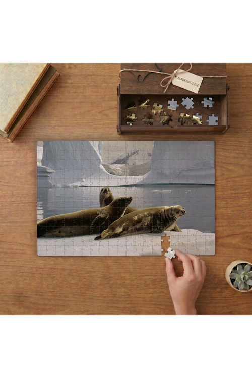 Dinlenen Fok Balıkları Tasarımı 240 Parça Ahşap Puzzle Ahşap Kutuda MPY60126