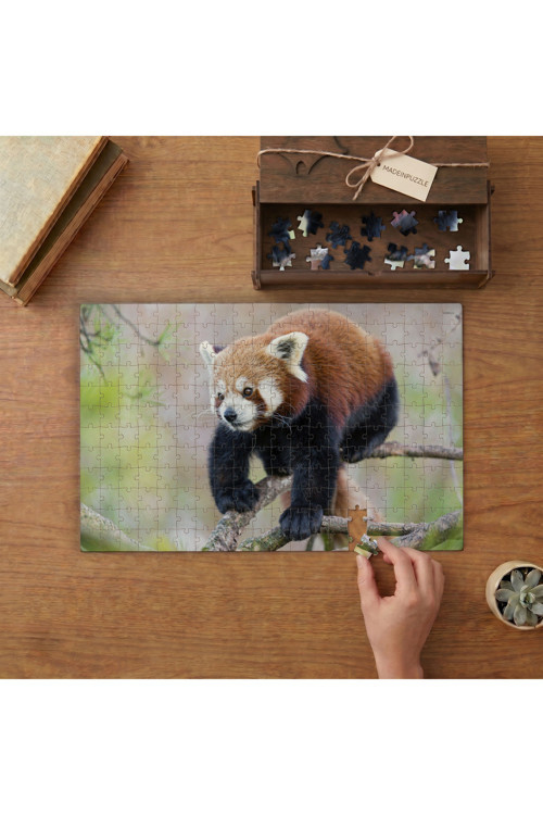 Genç Kızıl Panda Tasarımı 240 Parça Ahşap Puzzle Ahşap Kutuda MPY60056
