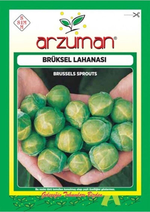 Sebze Brüksel Lahana Tohumu