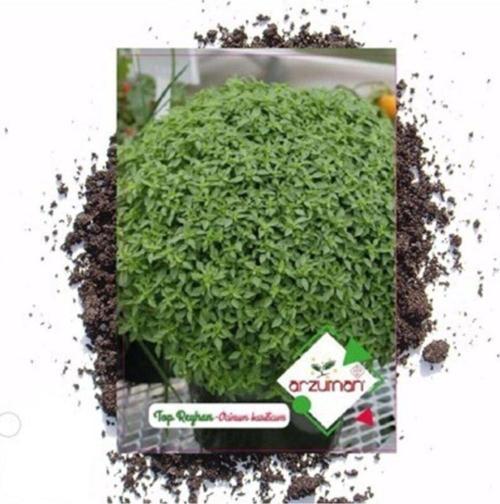 Süs Bitki Top (Fesleğen) Reyhan Çiçek Tohumu