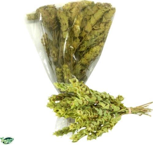 Dikenli Yaprak Ada Çayı 1 Bağ