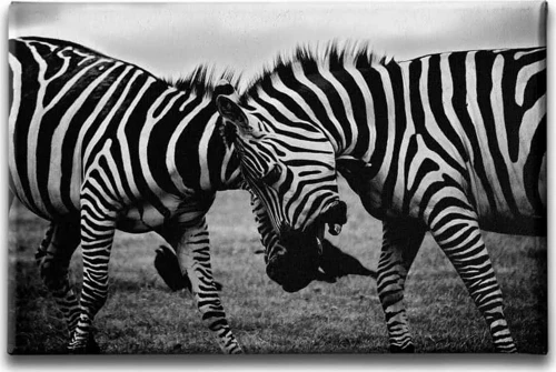 Zebra Dekoratif Kanvas Duvar Tablosu