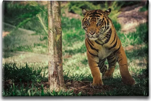 Fil Dekoratif Kanvas Duvar Tablosu