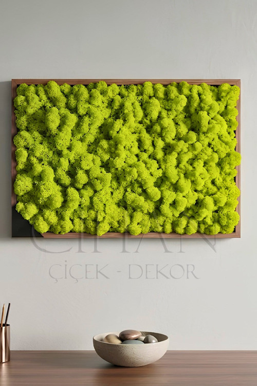 Açık Yeşil Şoklanmış Norveç Moss (Ren Geyiği Yosunu) 500 gr