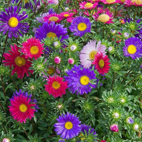 Papatya Çiçekli Karışık Renkli Chinensis Aster Çiçeği Tohumu (50 Tohum)