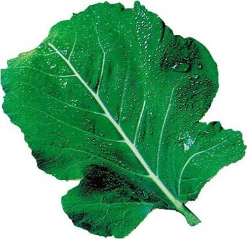 Kara Lahana (Karadeniz) Tohumu 10+ Tohum