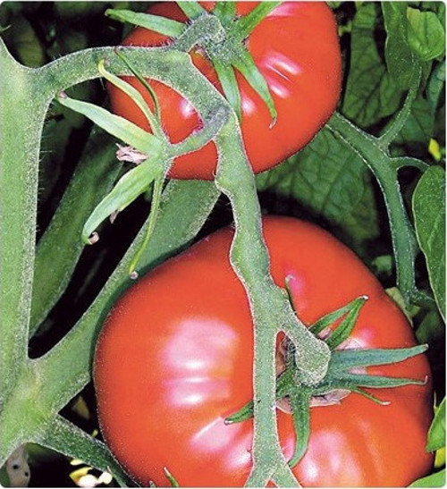 Marmande Domates Tohumu 20+ Tohum