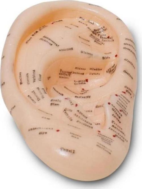 Kulak Maketi Akupunktur Noktası