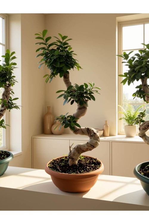 Ginseng Bonsai-80 cm