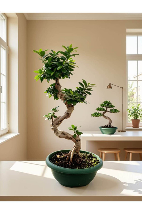 Ginseng Bonsai- 80cm