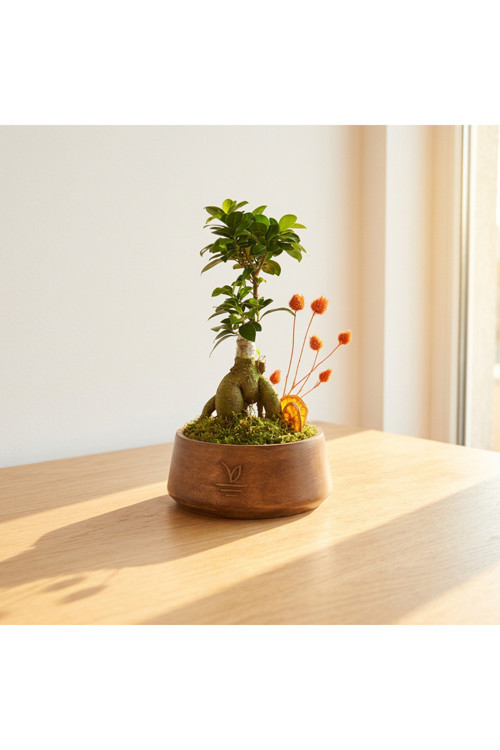 Bonsai Ginseng(aşılı)