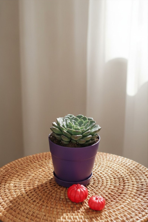 Echeveria 'Blue Prince'