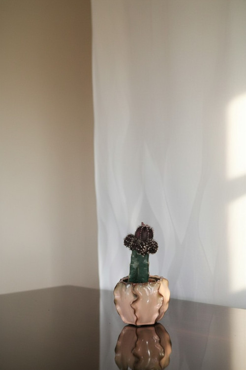 Canlı Koyu Bordo Kaktüs (Gymnocalycium Friedrichii) - Özel Dalgalı Seramik Saksılı Hediyelik Çiçek