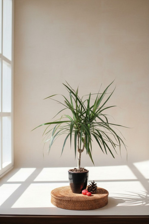 Dracaena marginata