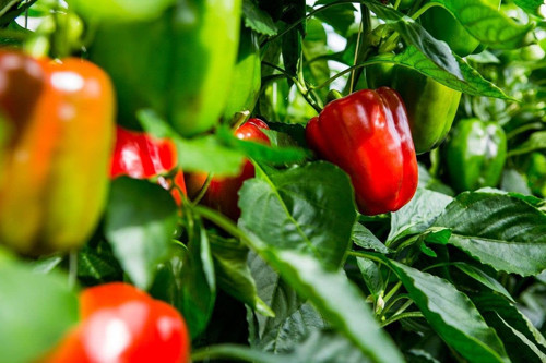 DAL TARIM Ata Tohumu Yerli Hatay Acı Dolma Biberi 100 Adet Tohum