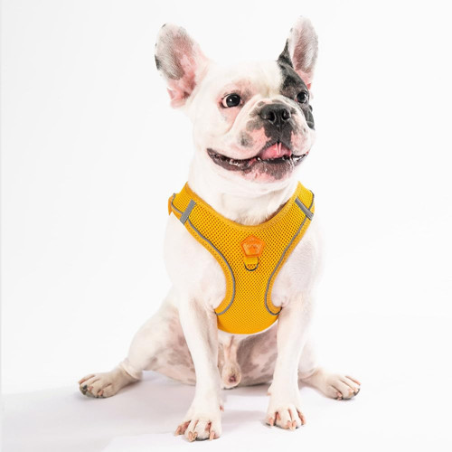 Gold Air-mesh Göğüs Tasması Kedi Köpek Göğüs Tasması Gold 3XS
