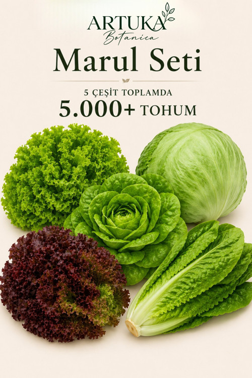5 Çeşit Marul Tohumu Özel Seti 5.000+ Tohum | Kıvırcık, Iceberg & Göbek, Paris Island, Lollo Rosso, Yedikule