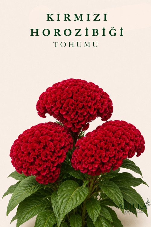 Kırmızı Horozibiği Çiçeği Tohumu (25 Ad) | Çiçek Tohumu