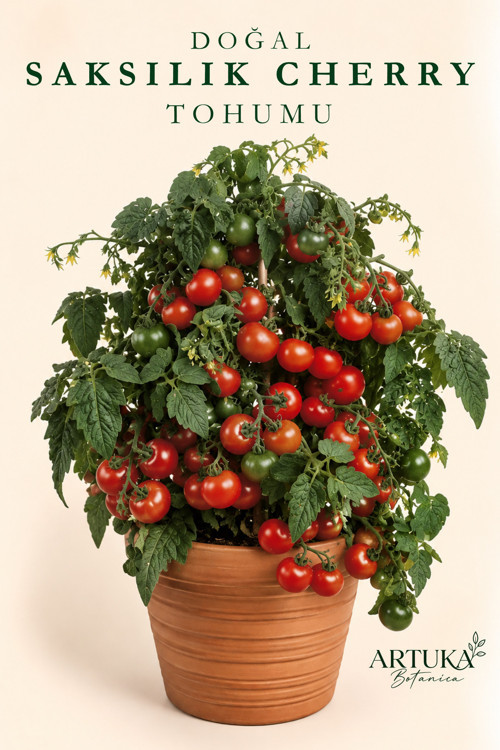 Doğal Saksılık Cherry Domates Tohumu (30 Ad) | Ata Tohum