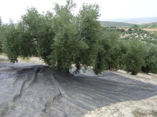 Cotexa Zeytin Toplama Filesi 6x12 mt Yaygı