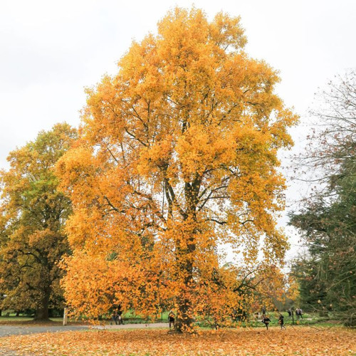 LALE AĞACI 3 ADET - 2 YAŞ SAKSIDA FİDAN (Liriodendron Tulipifera)