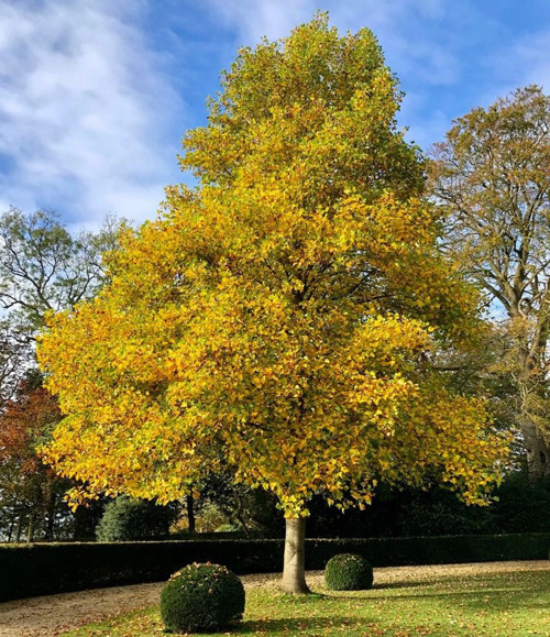 LALE AĞACI 5 ADET - 2 YAŞINDA CANLI FİDAN (Liriodendron Tulipifera)