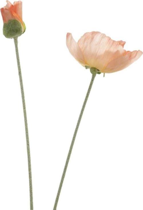 Büyük Pembe Gelincik Hanghuı-009