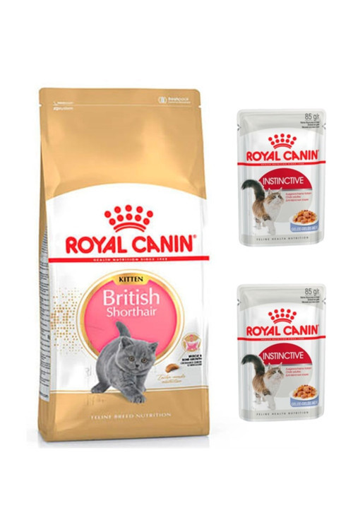British Shorthair Kitten Kedi Maması 2 Kg + Jel Yaş Mama 2 Adet (Original)