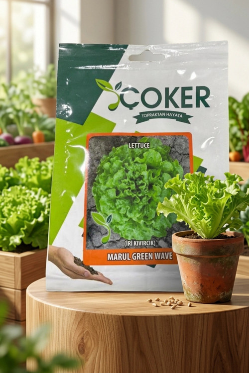 İri Kıvırcık Marul Tohumu 10 Gr