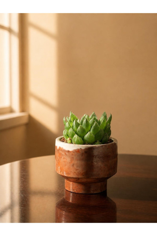 Mine Garden Taş Döküm Saksıda Canlı Jelibon Sukulent (Haworthia)