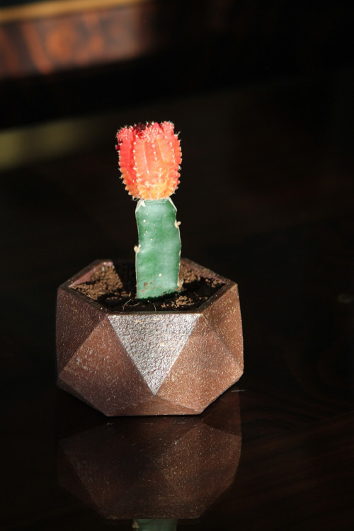 Mine Garden Bronz Taş Tozu Saksıda Canlı Aşılı Kaktüs
