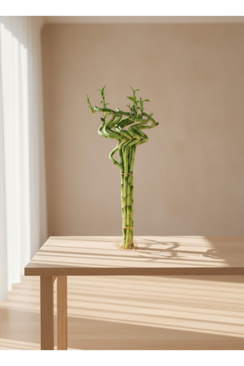 : Masaüstü Spiral Şans Bambusu (Dracaena sanderiana) 60 CM 5 adet