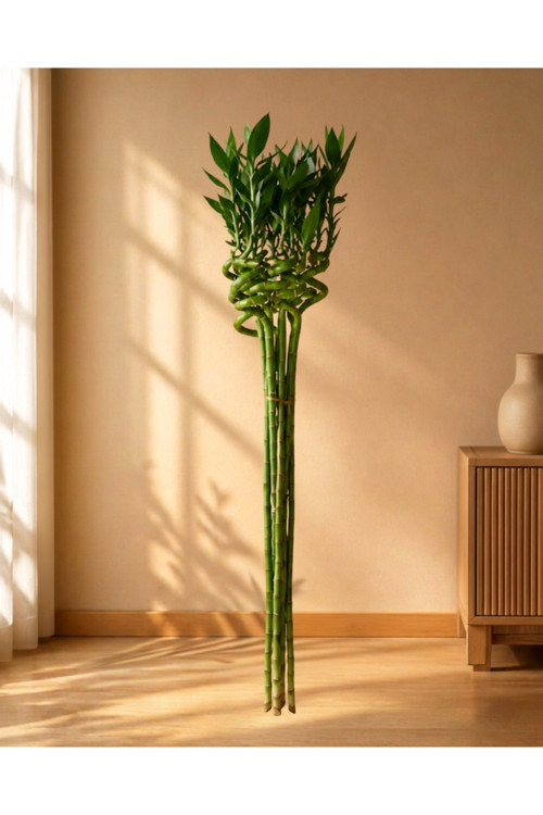 Spiral Tasarım Şans Bambusu Demeti 80cm ve 8'lidir