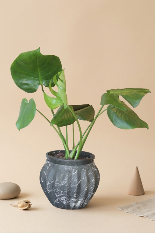 Mine Garden Mermer Desenli Saksıda Canlı Deve Tabanı (Monstera)