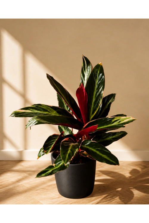 Stromanthe Triostar (Alacalı Dua Çiçeği) Canlı Salon Bitkisi