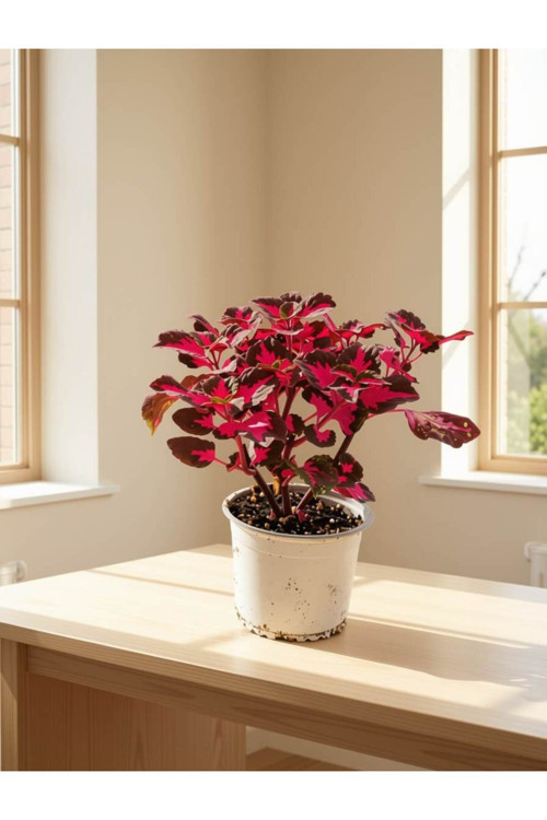 Fuşya Kolyoz / Kofis Çiçeği (Coleus scutellarioides) (12-14 cm Saksı)